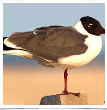 Laughing Gull - Perched